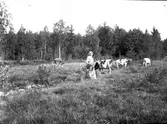 Ann med korna. Tidsomfånget är 1900 - 1940