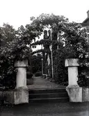 Widebergs trädgård