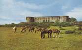 Borgholms slottsruin, med betande hästar på Alvaret i förgrunden.