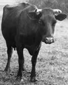 Västra Tunhem. Ko i regn.