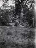 En väg och en ek i närheten av Tuna gård 1930.