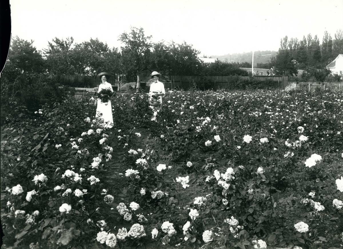 Calla Helena Sundbeck, Okända kvinnor bland rosor. Troligen en plantskola i Gränna.