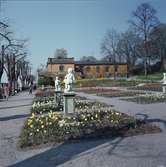 Blommande vårblommor i Rosenträdgårdens välskötta rabatter. I bakgrunden syns Sagaliden och i förgrunden ett par figurer placerade i rabatterna.