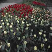 Blommande tulpaner i Rosenträdgårdens rabatt.