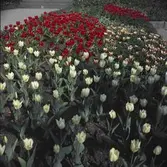 Blommande tulpaner i Rosenträdgårdens rabatt.