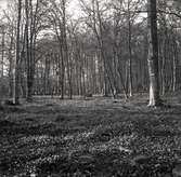 Bokskog vid hamnen till Värnanäs.