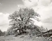 Rumskulla socken
Norra Kvill
Nationalparken, jätteeken.

Foto E. Barkstam 1946.
