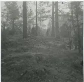 Fornlämning på ås intill nybyggnad av hönshus.