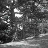 Allé vid Norrby brunn, sedd från källan mot öster.