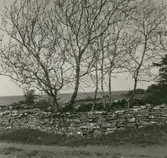 Strandäng med Adonis Vernalis, fridlyst område.