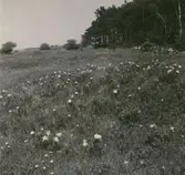 Strandäng med Adonis Vernalis, fridlyst område.