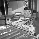 Äggcentralen. 
Mars 1956.