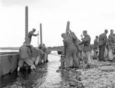 Krigsbrobygge vid Svea Ing:1 kåren. Älvkarleby. Augusti 1944