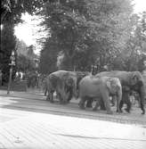 Cirkus Zoo, ankomst till stan. Augusti 1944