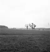 Hälsinge Regemente. I 14. Kungsbäck. Exercisfält. Augusti 1944

