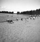 Barnutflykt till Årsunda. Storsjön. År 1936

