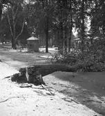 Reportage för Gefle Dagblad. Blåsväder. År 1936

