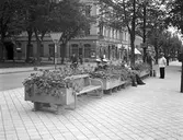 Blomstersoffor på Nygatan. Sjöbergs konditori . Reportage för Gefle Dagblad



