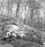 Blommor i Stadsträdgården. April 1944





