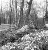 Blommor i Stadsträdgården. April 1944





