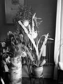 Larssons Epiphyllum kaktus i väntrummet. Den 12 Juni 1941.