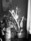 Larssons Epiphyllum kaktus i väntrummet. Den 12 Juni 1941.
