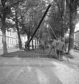 Resning av stolpar. Reportage för Gefle Dagblad. Den 1 oktober 1937



