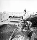 Vägarbete. Furuviksvägen. Reportage för Gefle Dagblad. År 1937
