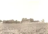 Gården från söder. Allé av lindar. På gårdsplanen kastanjer.