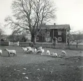 Ett bostadshus och får i Mjödehult.