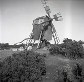 Eskilsund kvarn tillhörande professor O Holmberg.

Kvarn tillhörande professor O Holmberg, 1952.
