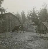 En ko vid en tjärfabrik i Sävsjö.

Tjärfabriken