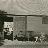 Korna släpps in på gården.