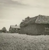 Motiv från en gård i Torp på Öland.