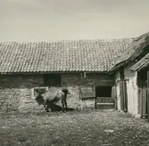 Ladugård uppförd i sten, i Torp.