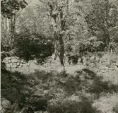 Ruin efter en medeltida befäst storgård