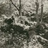 Ruin efter en medeltida befäst storgård.