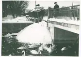 Kvinna matar svanar och änder från järnvägsbron i Kalmar.
Järnvägsbron med stadsparken i Kalmar 1950-talet.