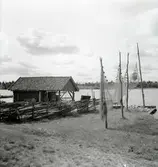 Storryssja upphängd i notgalge.