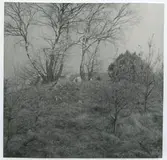 Hönshus under byggnad.