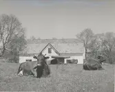 Kor vid Vinäs herrgård.