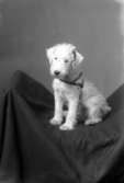 Liten terrier som tillhörde ägaren av Hirschs Pianomagasin poserar hos fotografen.