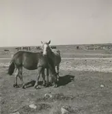 Hästar på alvaret.