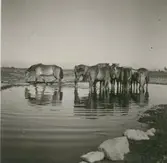 Hästar på sommarbete vid vattenhålet.