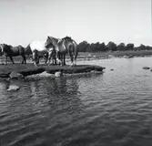 Hästar vid vattnet på Värnanäs.