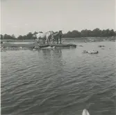 Welshponnyer  vid vattnet på betet vid Värnanäs 1955.