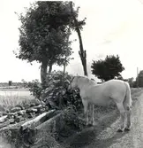 Fastigheten 3:2. Ägare J. Ahlqvist. En häst vattnas vid brunnen.