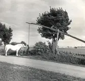 Fastigheten 3:2. En welshponny vib brunn med vipp och en vattenho av sten.