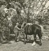 Man med arbetshästar på Marsjö gård.