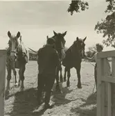 Arbetshästar på Marsjö gård.